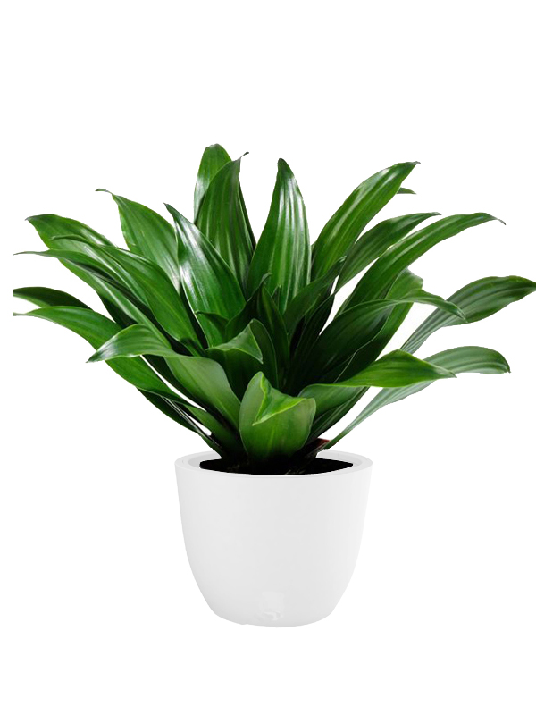 VASO CONCA STYLE D38 H30 BIANCO - immagine 3