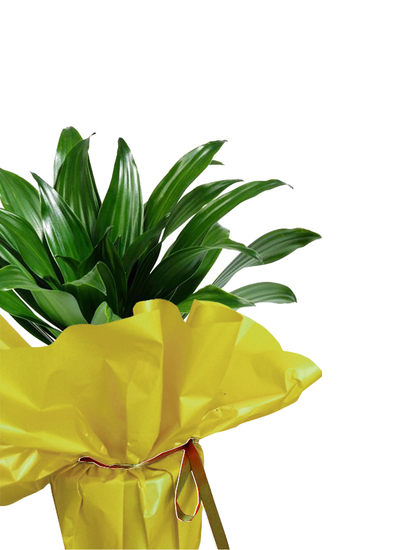 ROTOLO CARTOPACK 100X40 GIALLO - immagine 6