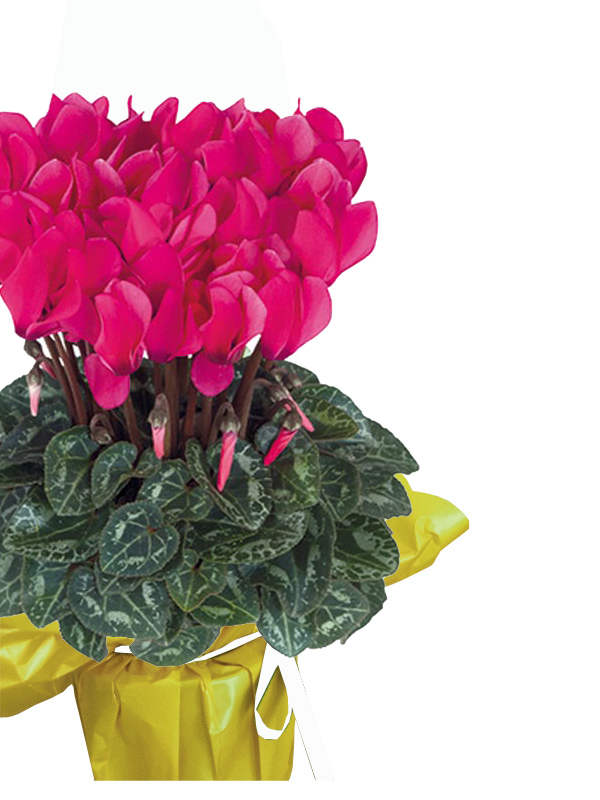 ROTOLO CARTOPACK 100X40 GIALLO - immagine 7