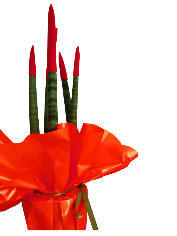 ROTOLO CARTOPACK 1X40 ROSSO - immagine 5